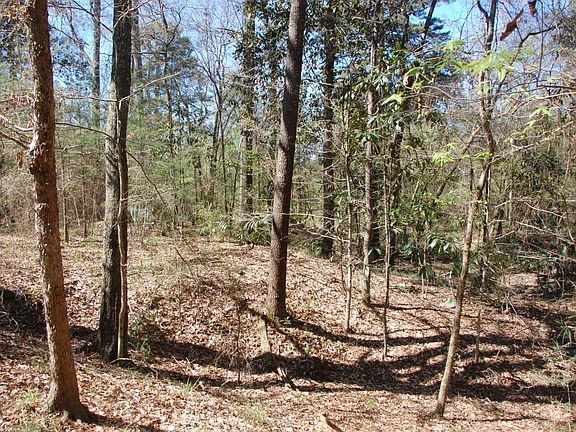Hardwood Timber along Creek