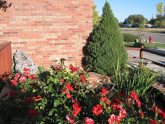 Rose Bush, by small pond