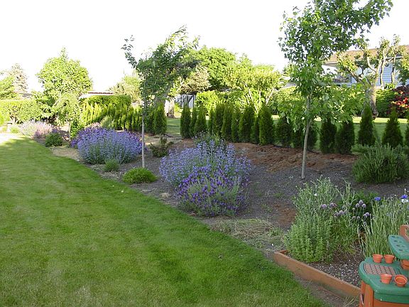  Back yard "After"