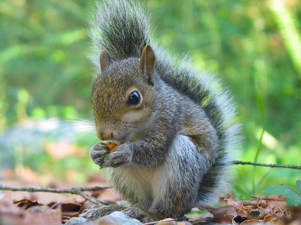 If you love trees and squirrels, this home could be your "neck of the woods!"