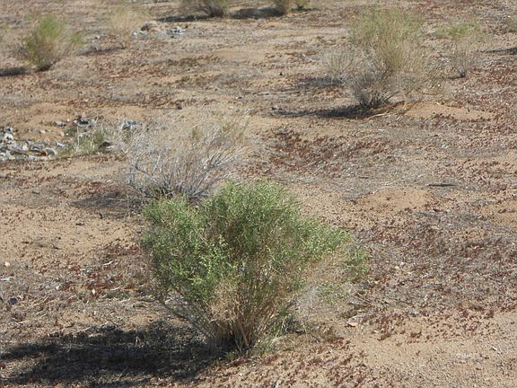 3rd image of 155-248-15 Panamint Ave
