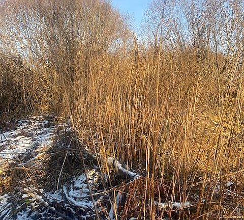 4th image of L19 Shelby Kay St