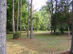 Wooded backyard