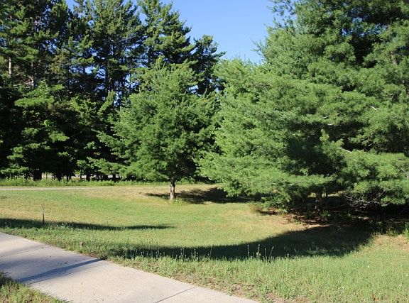 Gorgeous trees of Lot 56