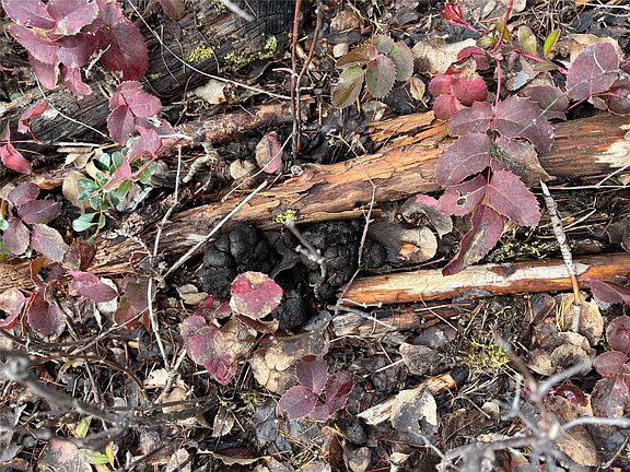 4th image of 48 Slick Gulch Rd