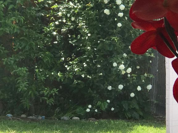 5th image of 1721 Lollie Ct