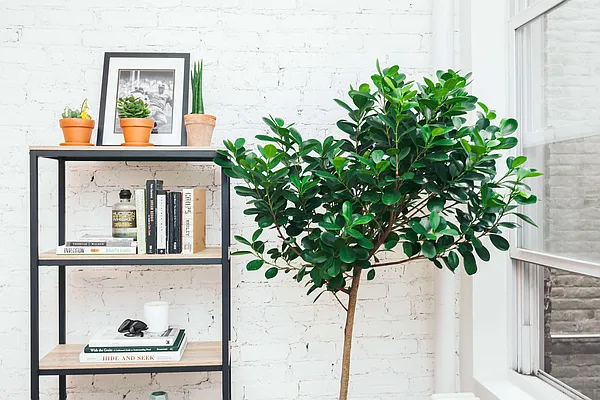 Rented by Nooklyn NYC LLC | media 21