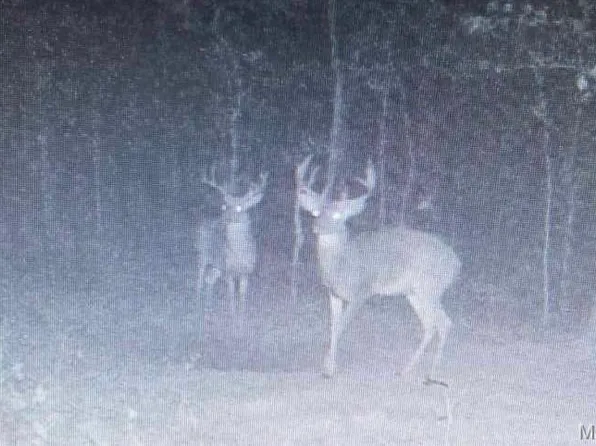 14559 Hunter Ln, Winona, MO 65588