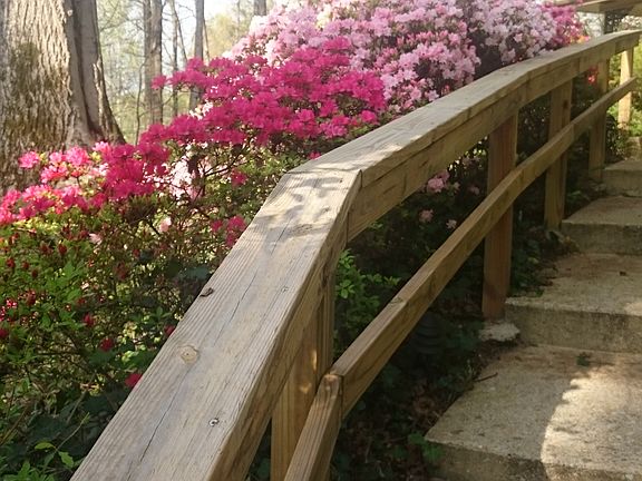 Azaleas in bloom 