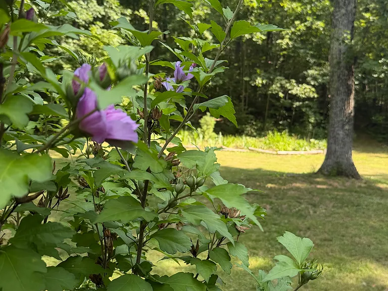 Woodland Dr — Photo 20