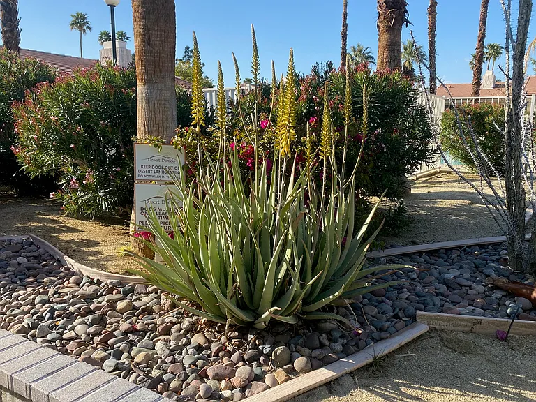 Desert Dorado Villas — Photo 24
