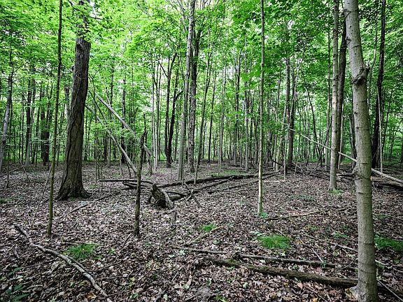 5th image of Black River Rd