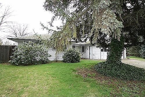 Front of the house with large blue spruce in foreground and rhode's.