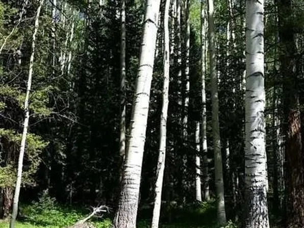 450 Ponderosa Way, Cimarron, CO 81220