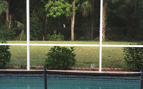 Pool and view of Mill Creek