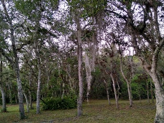 Back yard