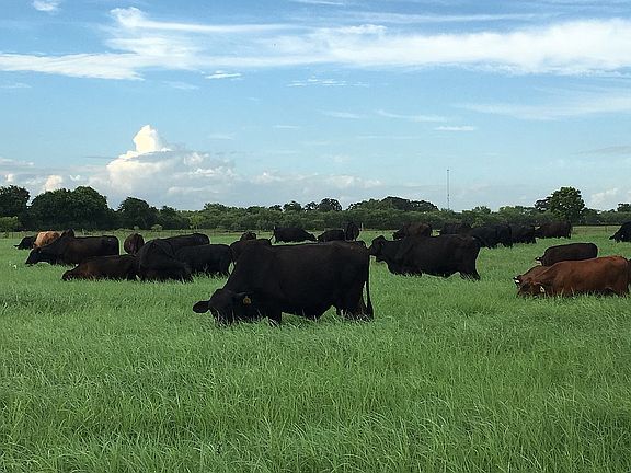 Cattle on Tifton 85