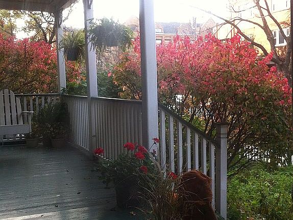 Fall Bushes in Bloom