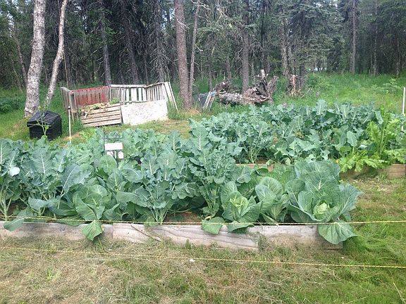 Raised vegetable beds