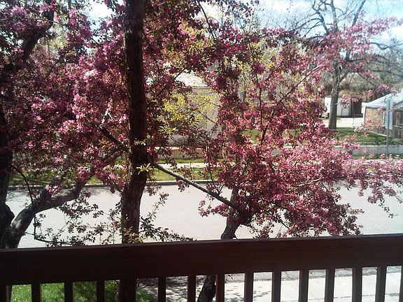 Out the front door, blossoming in Spring