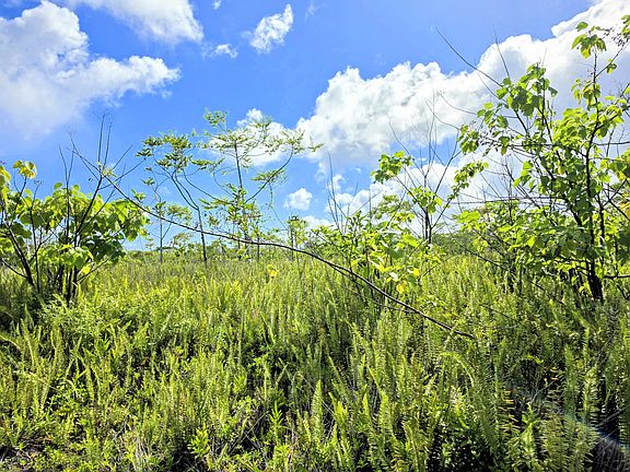 5th image of Pohoiki Kalapana Rd