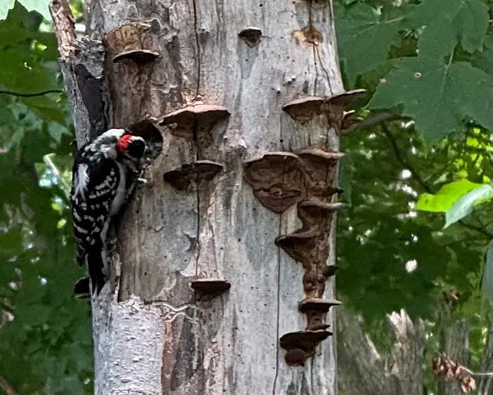 This woodpecker is feeding her babies in the upper pocket forest. There is a 3-person swing for comfortably observing the wildlife.