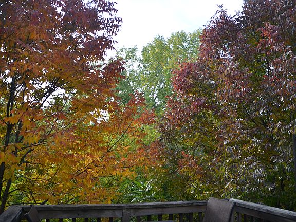 Fall leaves right off the deck!