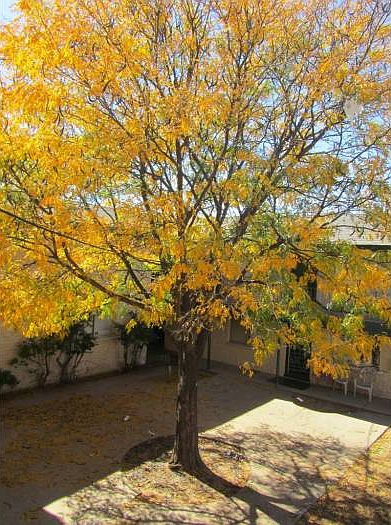 Tree in courtyard