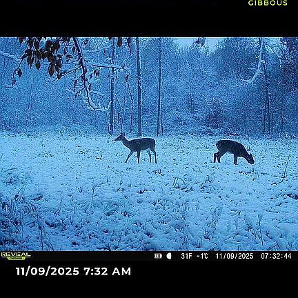 2nd image of 0 Banfield Rd