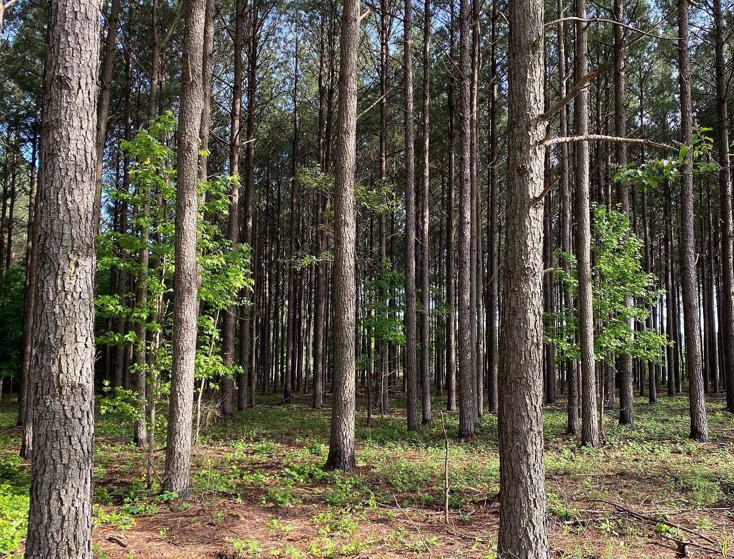 14501 State Highway 23 S, Sardis, GA 30456 Zillow