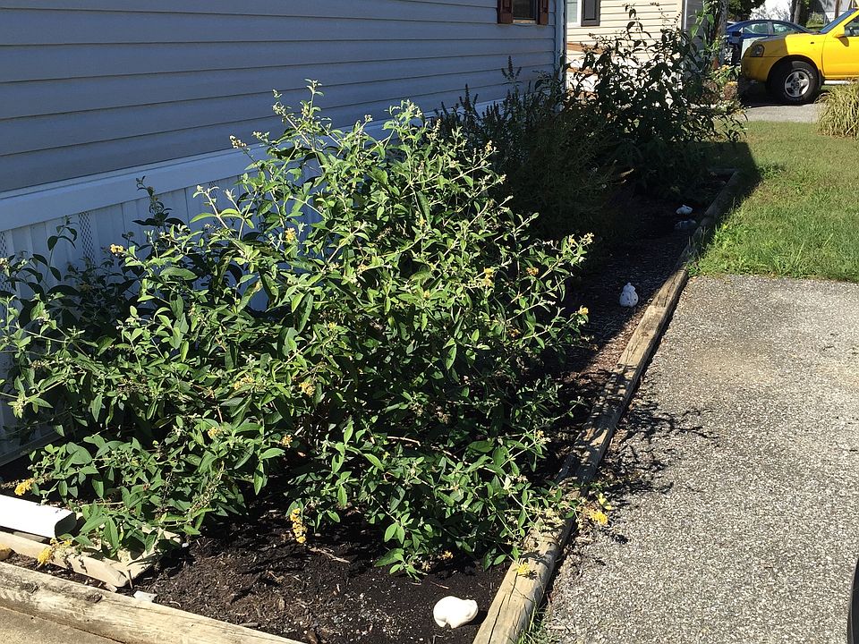 2nd image of 122 Mimosa Dr