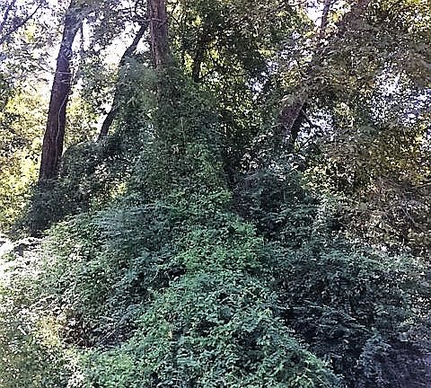 back yard