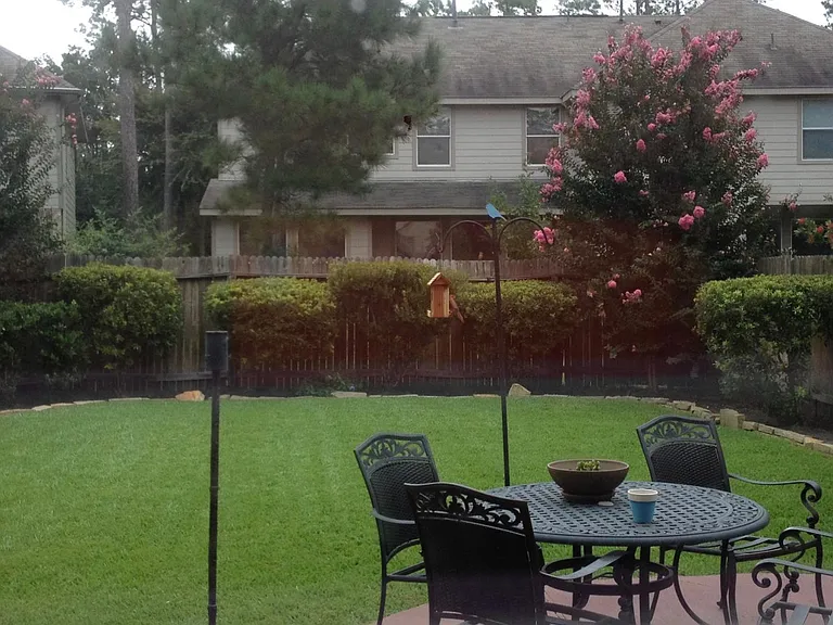 Backyard in the summer