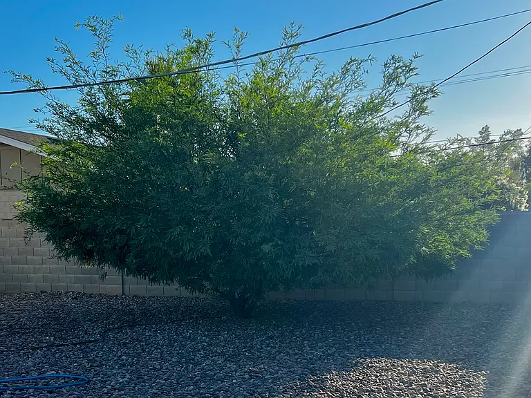 Big fenced back yard with mature tree.