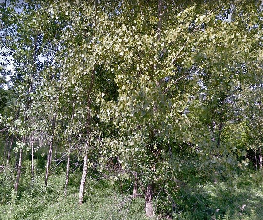 1st image of 4585 Pauli Dr