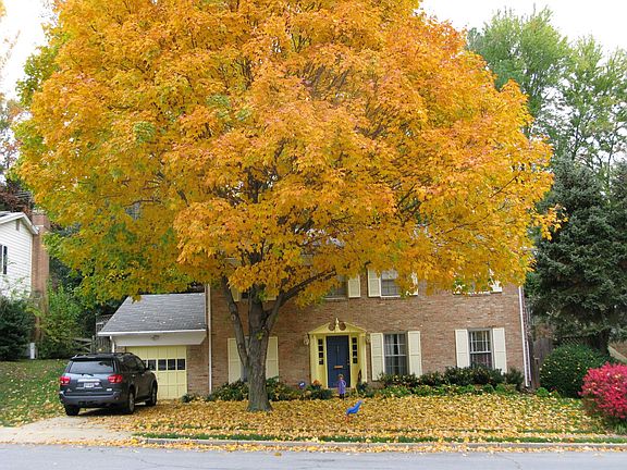 The Maple in the Fall