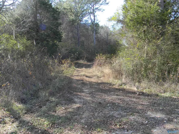 Track 6 & 7 County Rd #41, Gaylesville, AL 35973