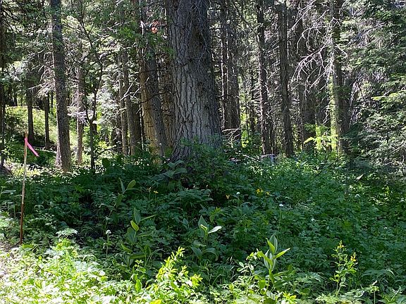 3rd image of 1679 Pine Trl