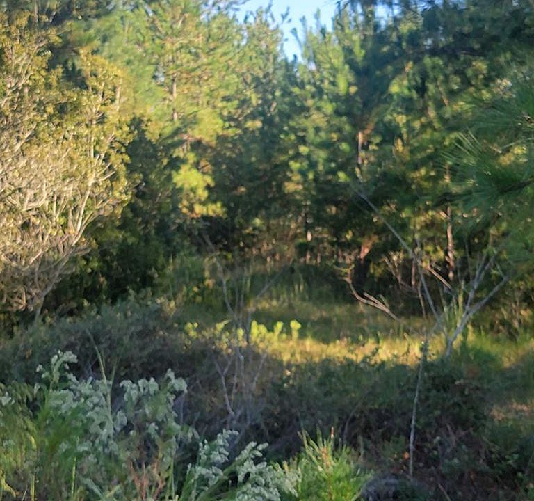 0 Cook Rd, Naylor, GA 31641 MLS 138443 Zillow