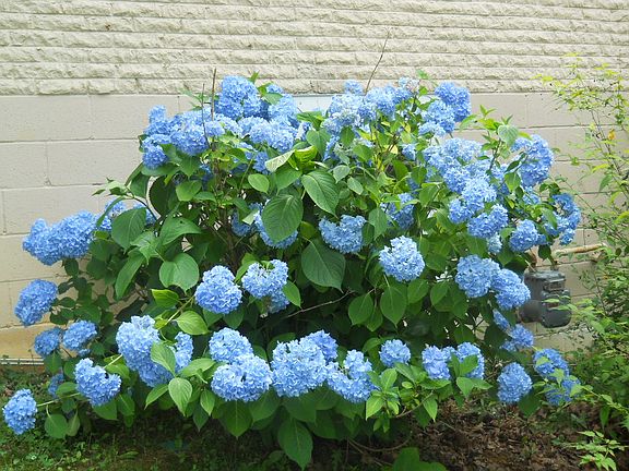 Perennials & fruit trees