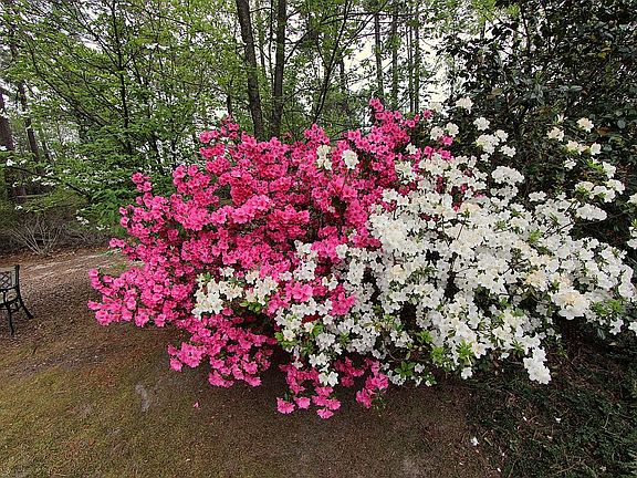 Flora and Fauna