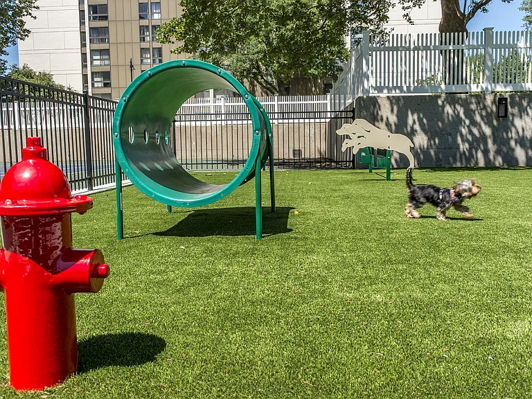 Dog Park