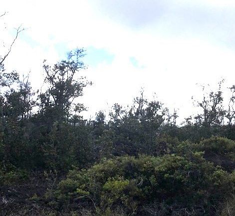 5th image of Palm Pkwy Lot 29
