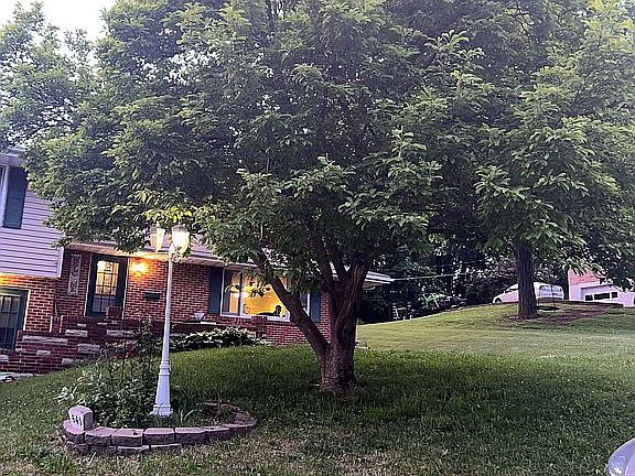 Tulip tree & hickory tree