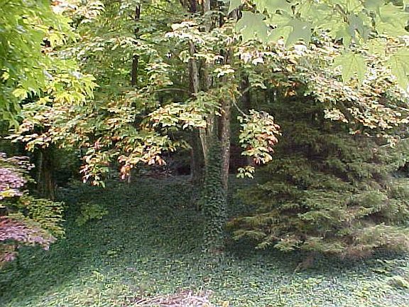 Wooded Acreage