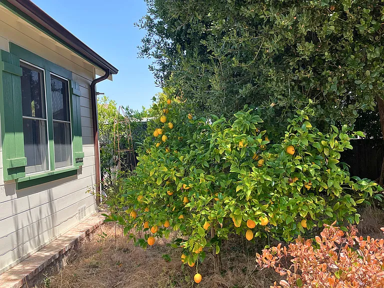 Backyard lemon tree