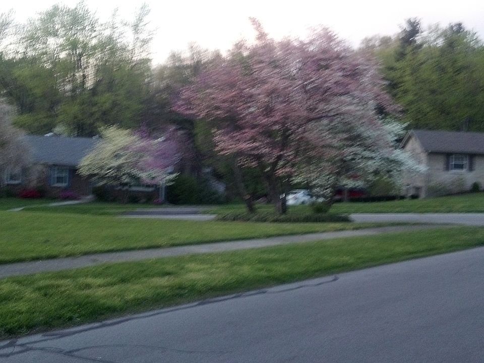 View from the Front Yard