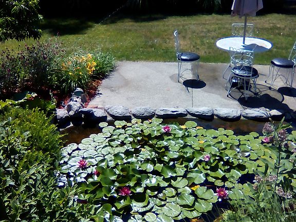 Fish , frog, and turtle pond