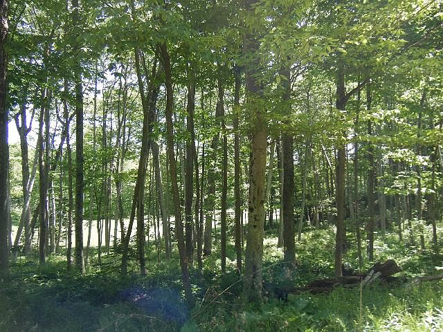 1st image of 19 Forest Dr