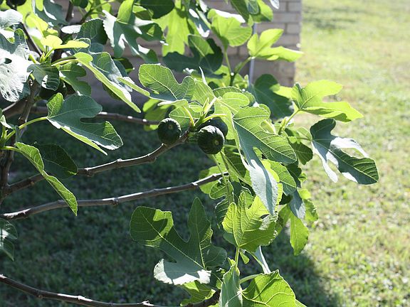 Fig tree